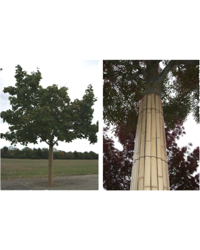 Mousse de protection pour tronc d'arbres avec PlantcoProtec bambou