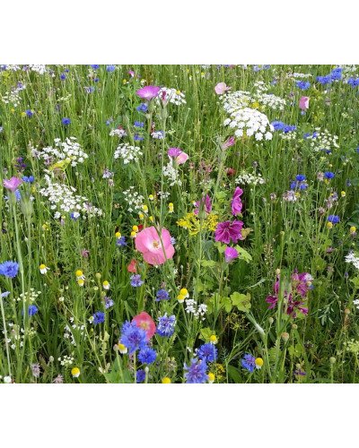 Semences pro fleuri sac 15kg Barenbrug