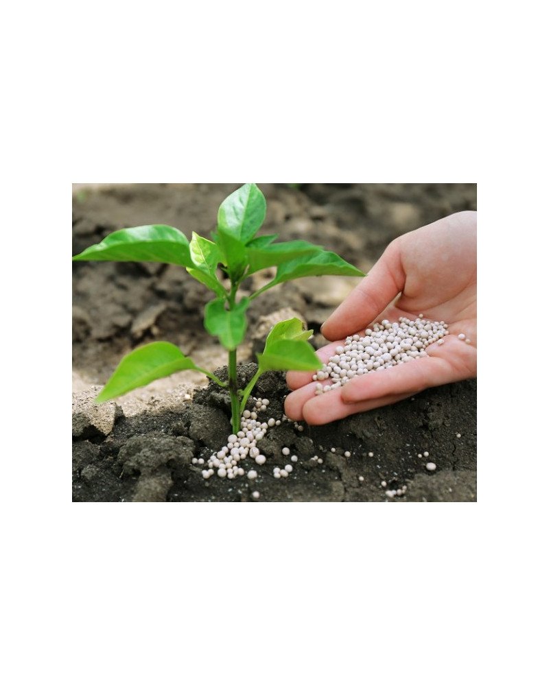 Engrais phosphaté granulé Sac 25kg Superphosphate triple 45% (TSP45) Duroure