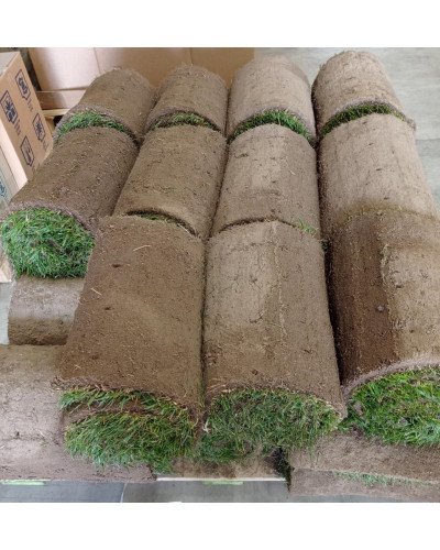 Gazon méditerranéen en plaque 0,4x2,50m