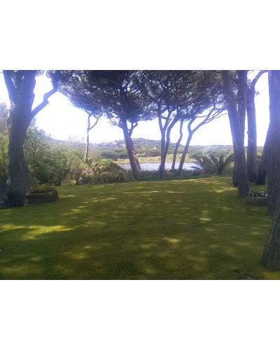 Gazon méditerranéen en plaque 0,4x2,50m