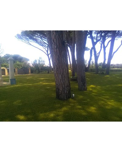 Gazon méditerranéen en plaque 0,4x2,50m