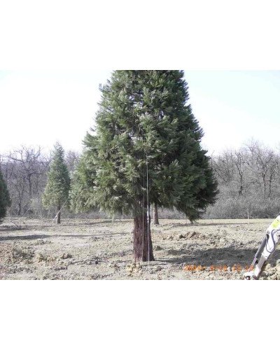 Haubanage pour arbres de 1600 à 2000+cm MR2DTS Plantco