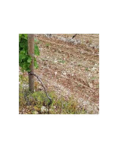 Fil inox spécial vigne Ø3mm 25kg 450m