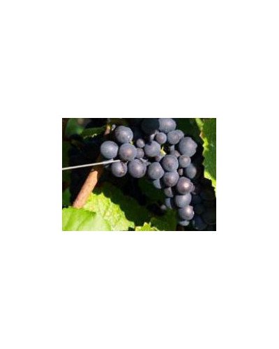 Fil à vigne Crapal optimum diam 2,5 mm