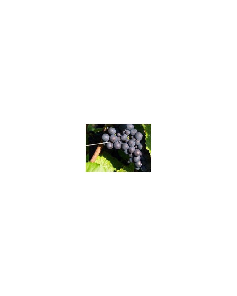 Fil à vigne Crapal optimum diam 2,5 mm
