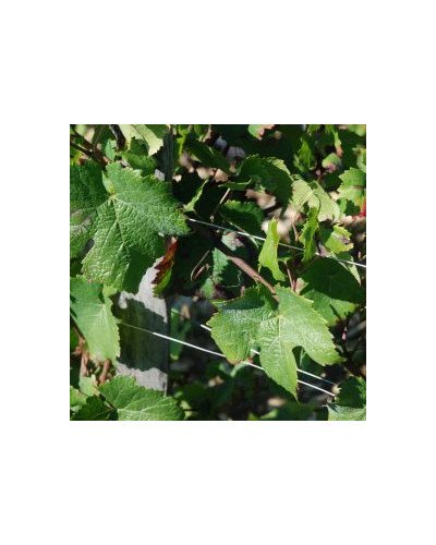 Fil inox palissage spécial vigne Ø2mm 15kg 600m