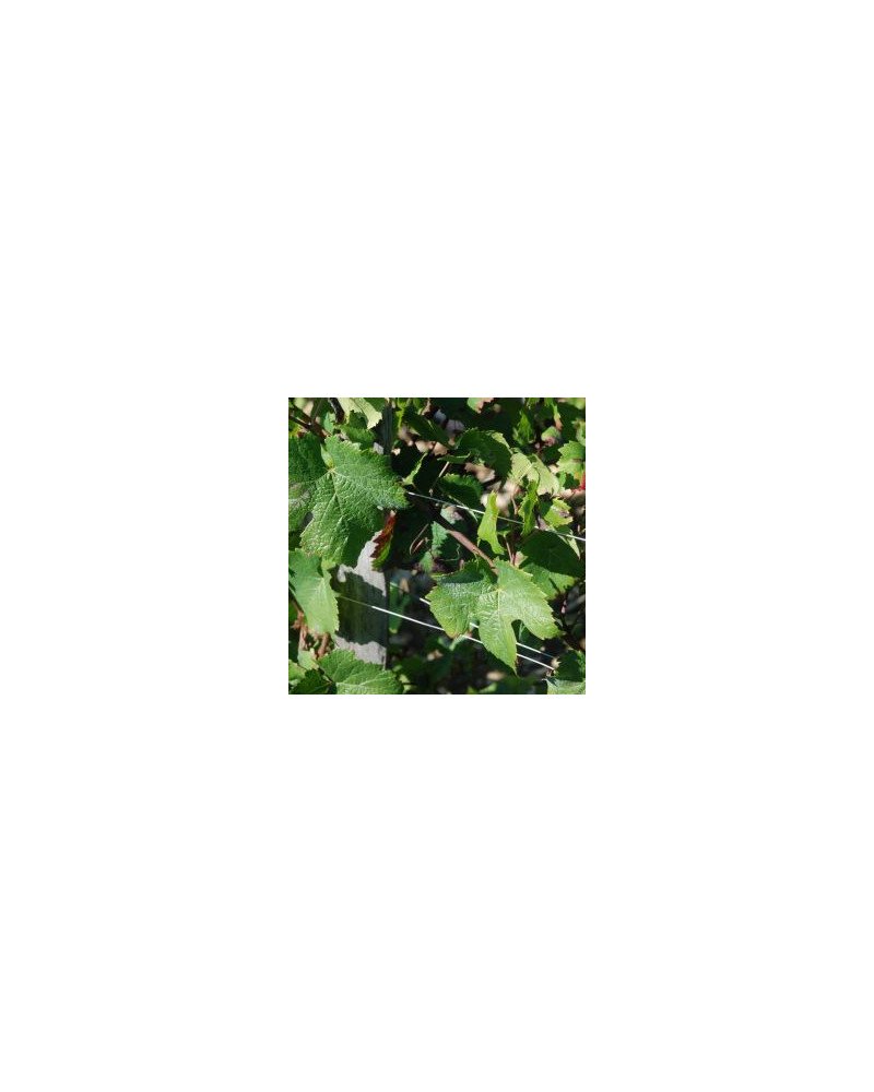 Fil inox palissage spécial vigne Ø2mm 15kg 600m