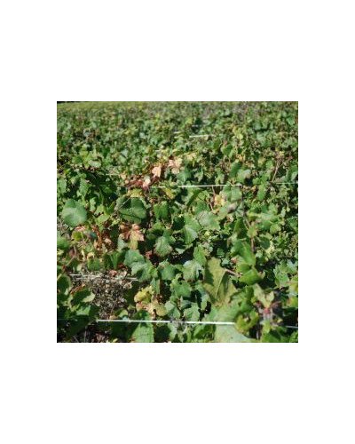 Fil inox palissage spécial vigne Ø2mm 15kg 600m