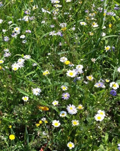 Mélange de semences Barflora tapissant (1kg)